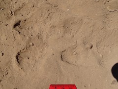 Lasiorhinus latifrons