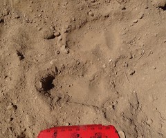 Lasiorhinus latifrons
