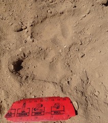 Lasiorhinus latifrons
