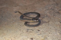 Pygopus schraderi