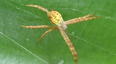 Argiope keyserlingi