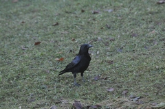 Corvus corone