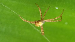 Argiope keyserlingi