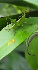 Conocephalus semivittatus
