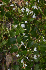 Jasminum elongatum