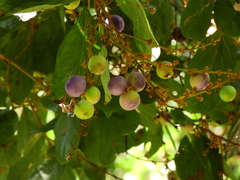 Gmelina fasciculiflora