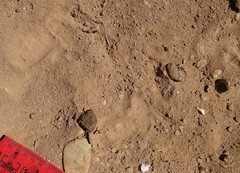 Lasiorhinus latifrons