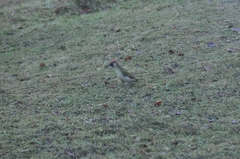Picus viridis