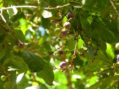 Gmelina fasciculiflora