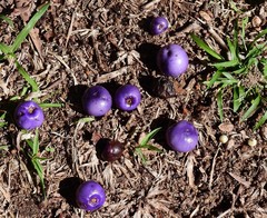 Gmelina fasciculiflora