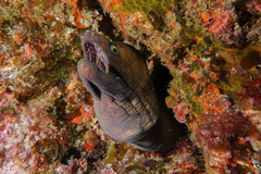 Gymnothorax prionodon