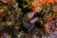 Gymnothorax prionodon