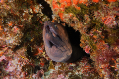 Gymnothorax prionodon