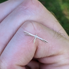 Pterophorus innotatalis