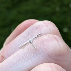 Pterophorus innotatalis