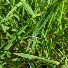 Pterophorus innotatalis