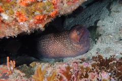 Gymnothorax prionodon