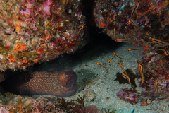 Gymnothorax prionodon