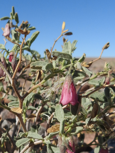 Hermannia spinosa image