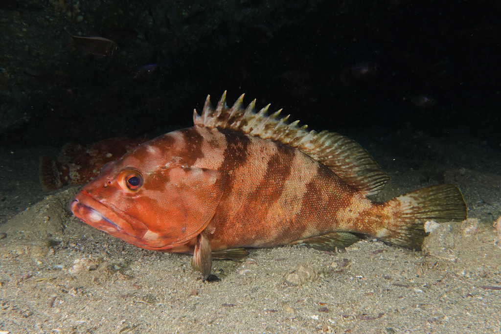 Halfmoon Grouper
