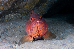 Epinephelus rivulatus