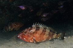 Epinephelus rivulatus