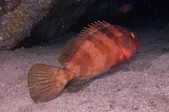 Epinephelus rivulatus