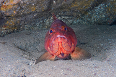 Epinephelus rivulatus