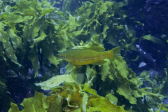 Odax pullus