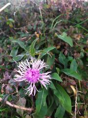Centaurea