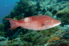 Bodianus unimaculatus