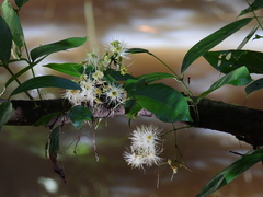 Syzygium tierneyanum