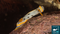 Chromodoris orientalis