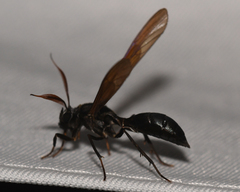 Eumenogaster haemacera