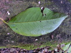 Syzygium tierneyanum