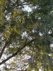 Albizia odoratissima