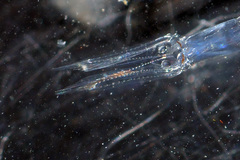 Mesopodopsis slabberi