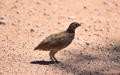 Coturnix pectoralis