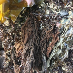 Callithamnion pikeanum