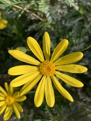 Asteraceae