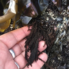 Callithamnion pikeanum