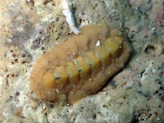 Acanthochitona crinita