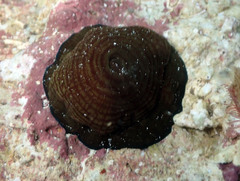 Actinia cari