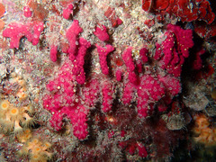 Alcyonium coralloides