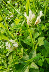 Trifolium clypeatum