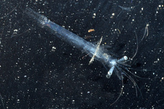 Mesopodopsis slabberi