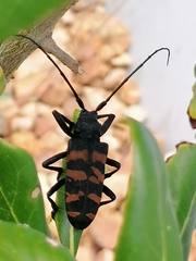 Ceroplesis capensis