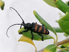 Ceroplesis capensis