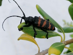 Ceroplesis capensis