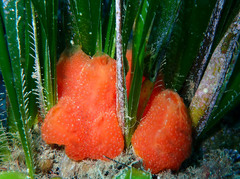 Aplidium elegans